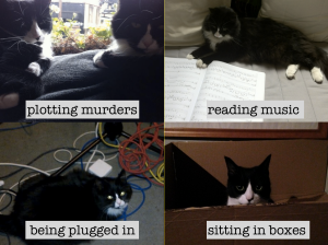cats plotting murders