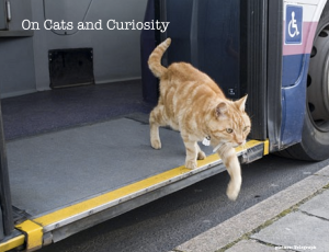 Cats and Curiosity